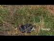 Pukeko Leaves Nest 2997